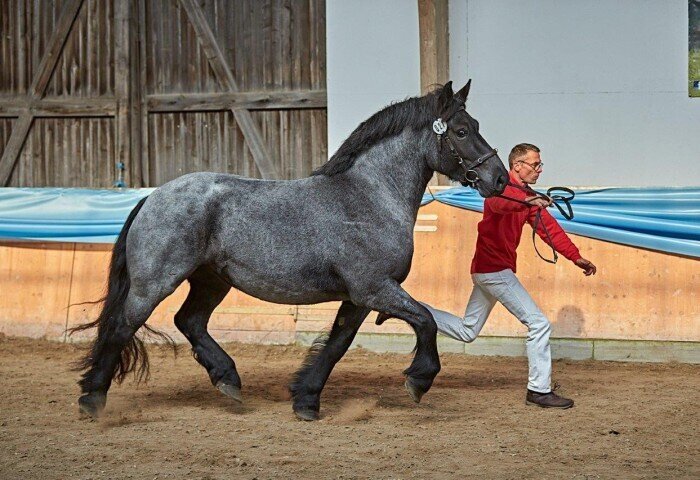 700x480-crop-90-2024darmstadtponynachz0188_rheinisch_deutsches_kb_