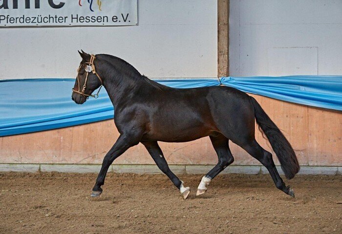700x480-crop-90-praemienhengst_der_rasse_criollo