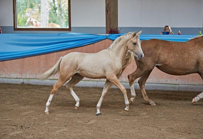 700x480-crop-90-reitponyfohlen_von_anja_mayer_bad_kissingen