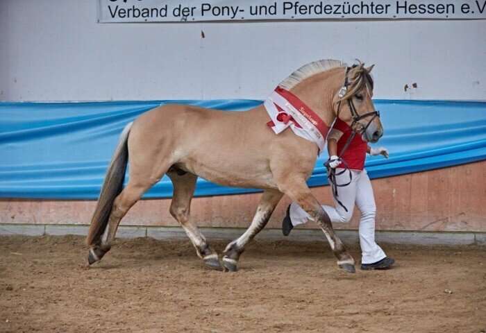 700x480-crop-90-siegerhengst_und_rassesieger_vincent