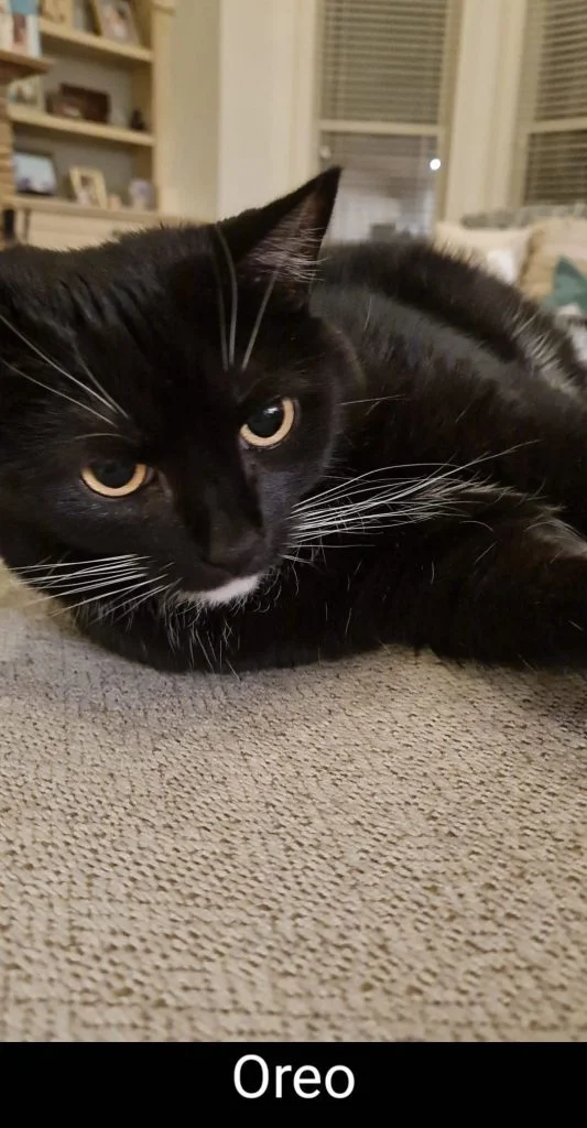 Katze "Oreo"