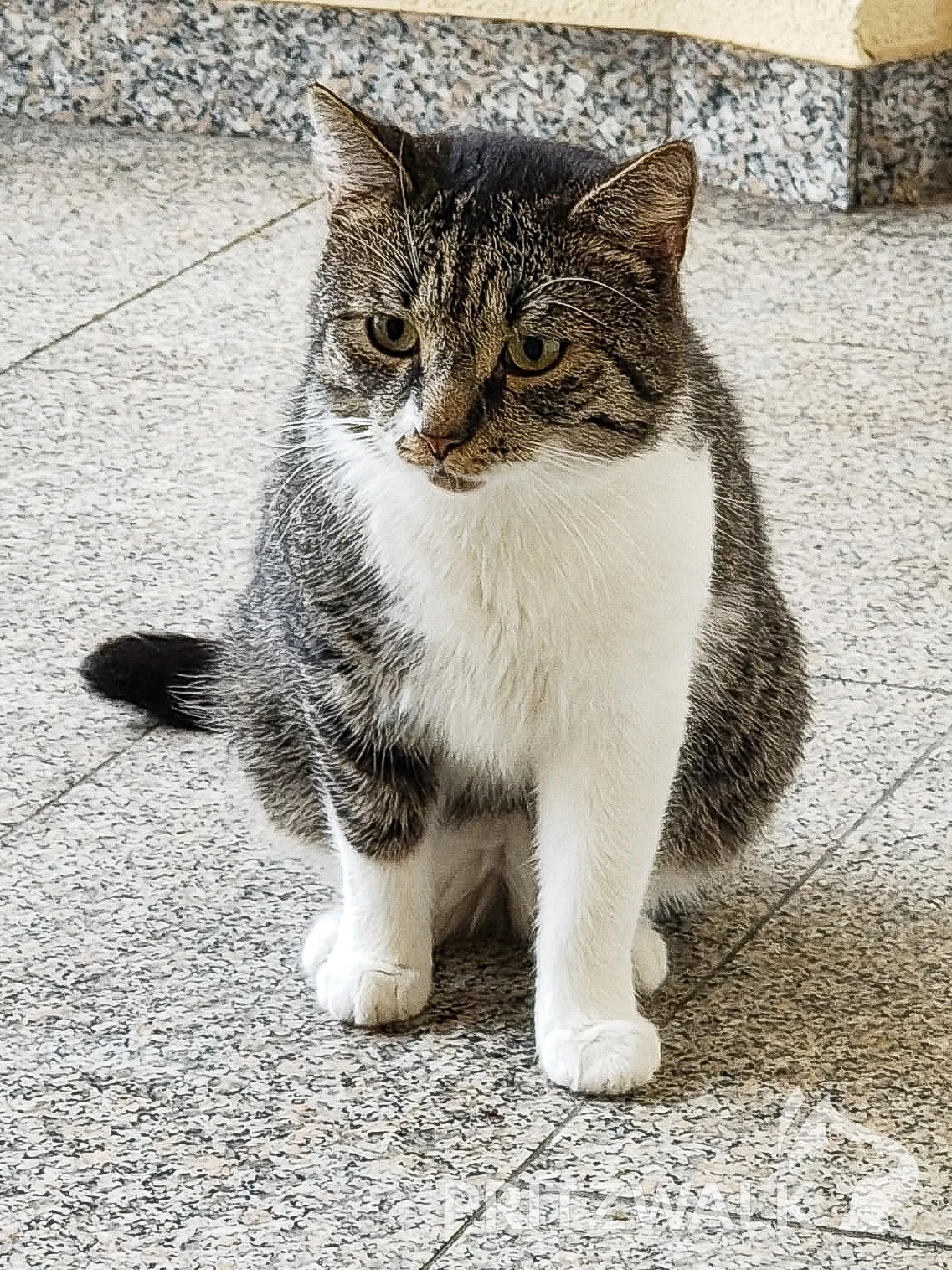 Dieser grau-gtiegerte herrenlose Kater wurde in der Pritzwalker Marktstraße eingefangen. Foto: Stadt Pritzwalk