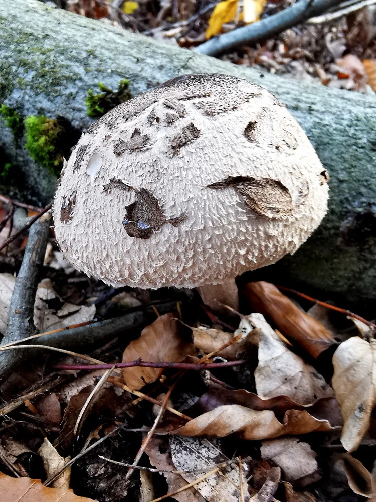 Sternschuppiger Schirmpilz