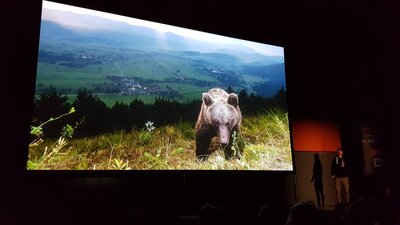 Slowenischer Bär mit Dorf im Hintergrund. Hier steppt der Bär - Europas grösstes Vorkommen an Braunbären.