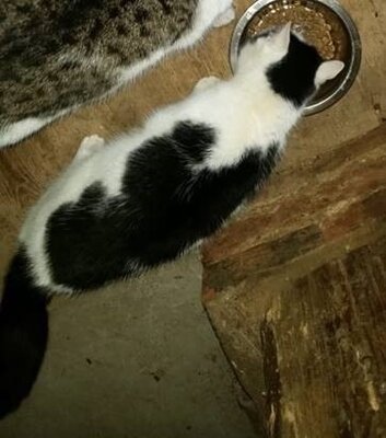 Fundtier - Katze gefunden (Bild vergrößern)