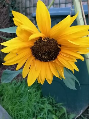 Kopf einer Sonnenblume c. R.-D. Kondryn