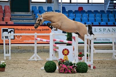 Foto zur Meldung: Die Siegerschärpen bei der Mitteldeutschen Frühjahrskörung der Pony- und Spezialrassen sind vergeben