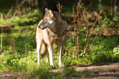 Foto: Wolf (Gehegeaufnahme) von Steffen Bohl