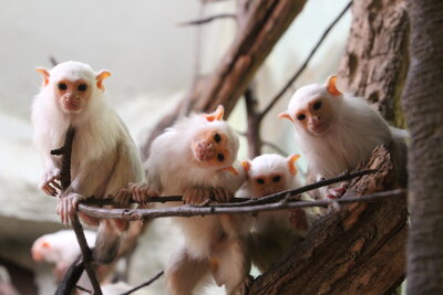 Treffen der Fachgruppe für arterhaltende Primatenzucht