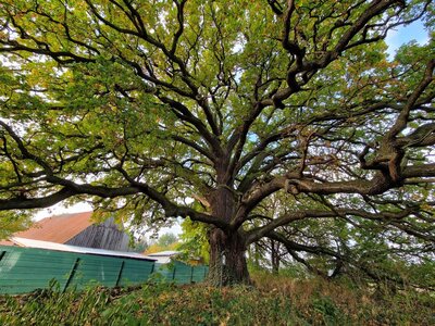 Foto zur Meldung: Pfarreiche in Klein Lübars (OT von Möckern bei Magdeburg) als Nationalerbe-Baum ausgewählt