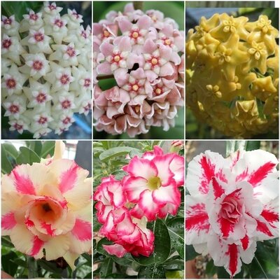 Hoya & Wüstenrosen wieder im Sortiment (Bild vergr&ouml;&szlig;ern)