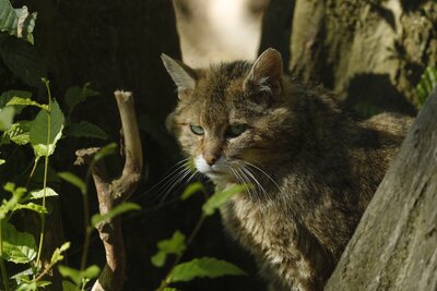 Wildkatze Auf leisen Sohlen: Als Wildkatze in die Tiefen des Buchenwaldes eintauchen und spielerisch Spannendes über das Tier erfahren – das ist unter anderem Teil des Osterferienprogramms im Nationalpark Kellerwald-Edersee. Bildautorin: Katrin Krischke (Bild vergrößern)