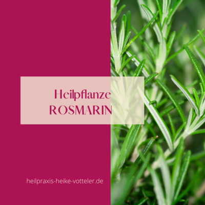 Blog Beitrag: Rosmarin (Bild vergr&ouml;&szlig;ern)