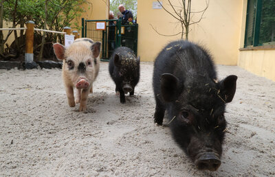 Inselzoo: Neues bei Meerschweinchen und Mini-Schweinen