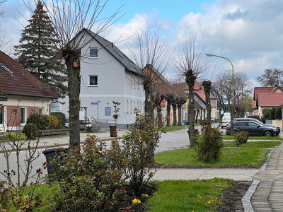 Foto zur Meldung: Bäume in der Gemeinde Börde-Hakel