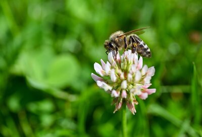 Wer den Rasen einige Zeit nicht mäht, beschert Bienen und anderen Insekten einen bunt blühenden 