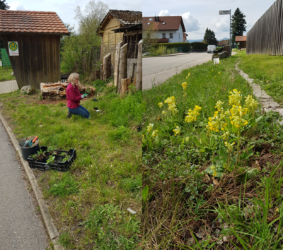 Rita beim Pflanzen und die wunderschöne Wiesen-Schlüsselblume