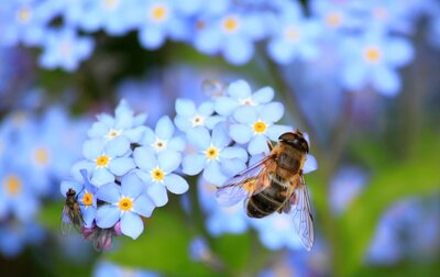 Der nachhaltige Monat Mai in der Stadtbücherei Schenefeld: Informationsangebot zum Thema Bienen