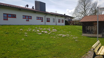 Wiesenschaumkraut wie gepflanzt - hier in Rickenbach