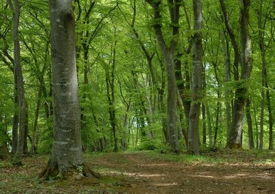 Waldhaushalt 2023 und Vollzug 2023 im Gemeinderat-Artikel von Doris Sannert im Schwarzwälder Boten vom 19.04.2023 (Bild vergrößern)