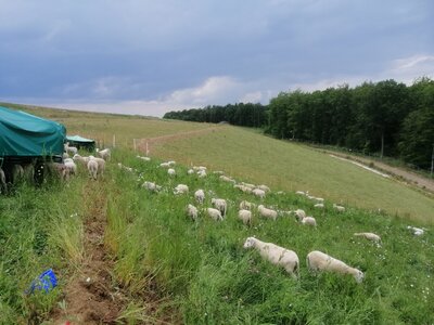 Schäferei Kroll aus dem Landkreis Goslar wird Demonstrationsbetrieb für Herdenschutz