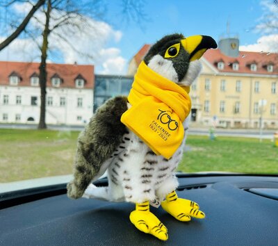 Jubiläums-Falke wieder im Bürgeramt erhältlich
