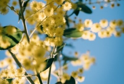Meldung: Mimosenblüte - wenn Hochsensible gedeihen