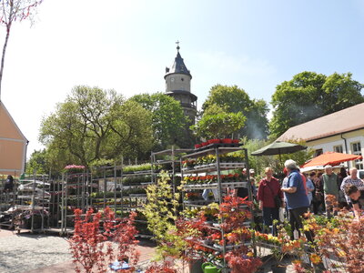 21. Wiesenburger Blumenmarkt (Bild vergrößern)