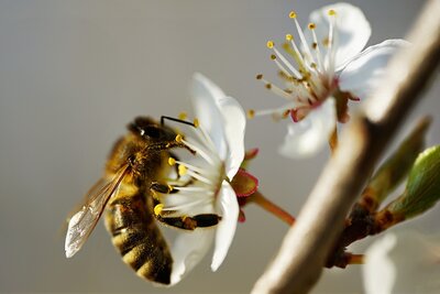 Anlässlich des Weltbienentags am 20. Mai lädt der Fachdienst Umwelt dazu ein, Bienen etwas Gutes zu tun - zum Beispiel mit einer Saatkapsel. Foto: Pixabay