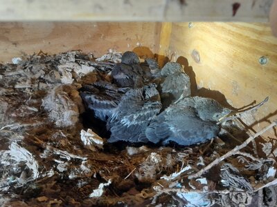 Foto zur Meldung: Nestkontrollen auf Hochtouren