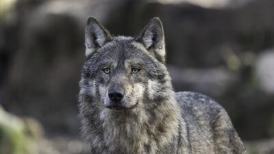 Link zu: Welche Auswirkungen hat der Wolf auf die Weidetierhaltung?