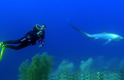 Atemberaubender Tauchgang mit einem Fuchshai