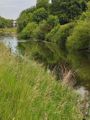 Junge Schwarzerlen an der Mittelwasserlinie Foto: IG Bode-lachs e.V