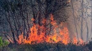 Meldung: Hohe Waldbrandgefahr; Verbot von Daxenfeuer