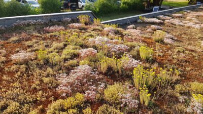 Naturnahe Dachbegrünung - vormals Grasdach mit hohem Aufwuchs (Stand 06.2023)