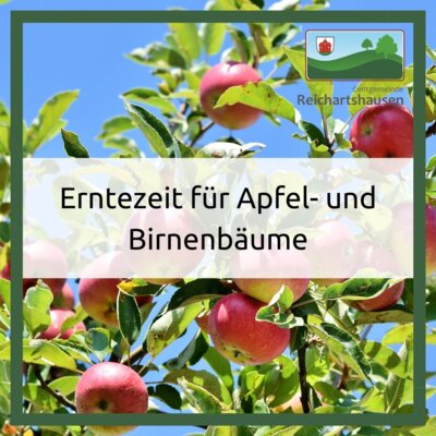 Erntezeit für Apfel- und Birnenbäume der Gemeinde (Bild vergrößern)