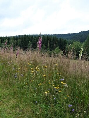 Kostenlose Naturschutzberatung (Bild vergrößern)