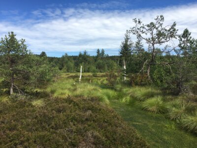 Moorlandschaft (Bild vergrößern)