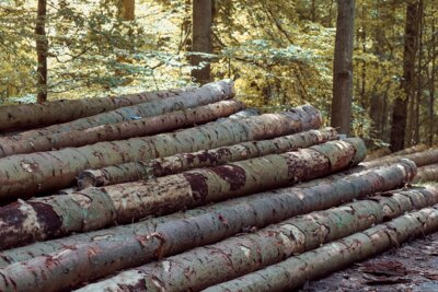 Meldung: Holzernte im Wald der Stadt Laage