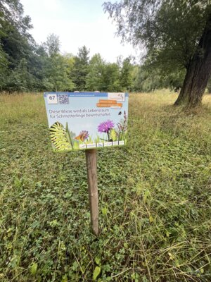 Neues Schmetterlingswiesenschild im Stadtpark Eilenburg (Bild vergrößern)