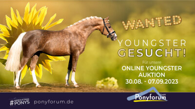 Ponyforum GmbH: Verkäufliche Youngster gesucht!