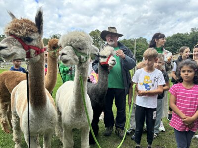 Höhepunkt des Feriennachmittags waren zwei Alpaka-Führungen in Breese I Foto: Martin Ferch (Bild vergrößern)