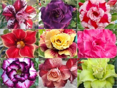 Wüstenrosen (Bild vergr&ouml;&szlig;ern)
