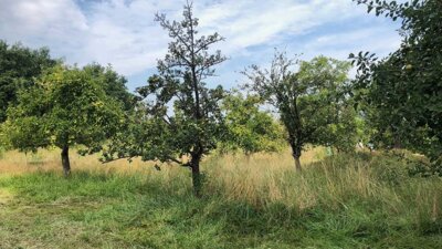 Ausbildung für Obstbaum- und Streuobstwiesenpflege (Obstbaumwart:in) (Bild vergrößern)