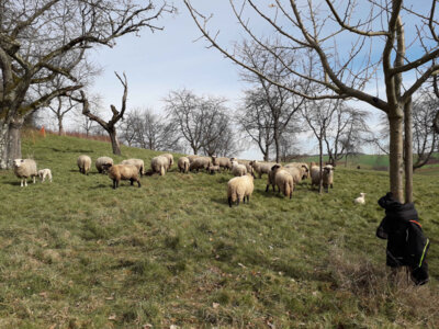 David Meyers sorgt für Wiesenmäher auf vier Beinen. Mit seinen Schafen wird der Landwirt die Beweidung der städtischen Obstwiesen übernehmen. Foto: Privat