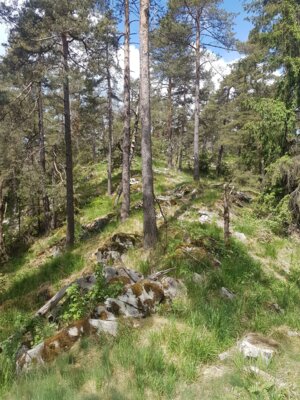 Zum Tag des Geotops: Exkursion zum Peterleinstein (Landkreis Kulmbach) (Bild vergrößern)