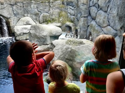 Ausflüge zum Bauernhof und zum Aquazoo (Bild vergrößern)