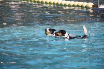 Foto zu Meldung: Hundeschwimmen im Freibad 