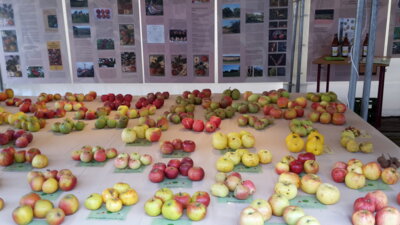 Meldung: Apfel- und Birnenmarkt in Duderstadt am 7. und 8. Oktober