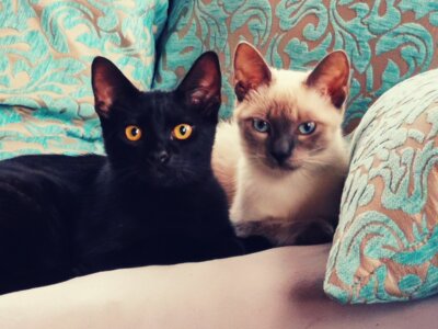 Katzen-Liebhaber oder Hunde-Fan? (Bild vergr&ouml;&szlig;ern)